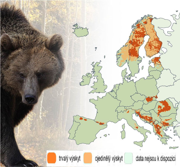 Současné rozšíření medvěda hnědého v Evropě 