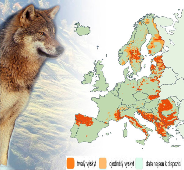 Současné rozšíření vlka v Evropě