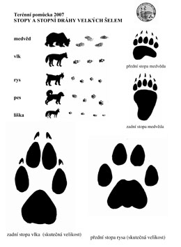 Stopy a stopní dráhy šelem