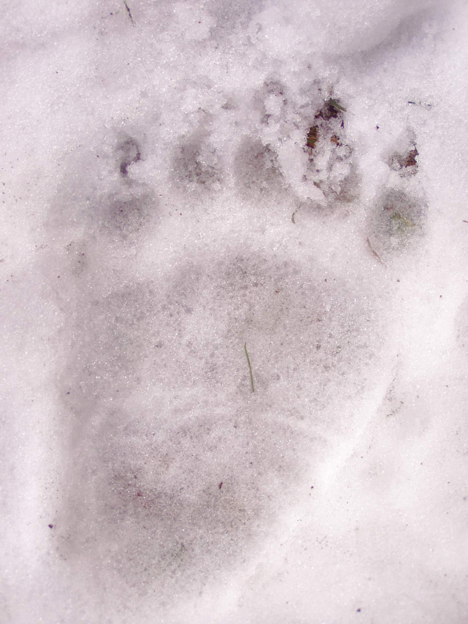 14_Zadní stopa dospělé medvědice, autor_Michal Šulgan