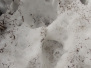 Medvěd - stopy ve snehu