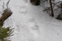 11_Medvědí stopy_12 hodin staré při 10°C, autor_Lukáš Jonák