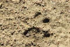 5_Částečný otisk rysa ostrovida v písku, autor_Irena Vrbová