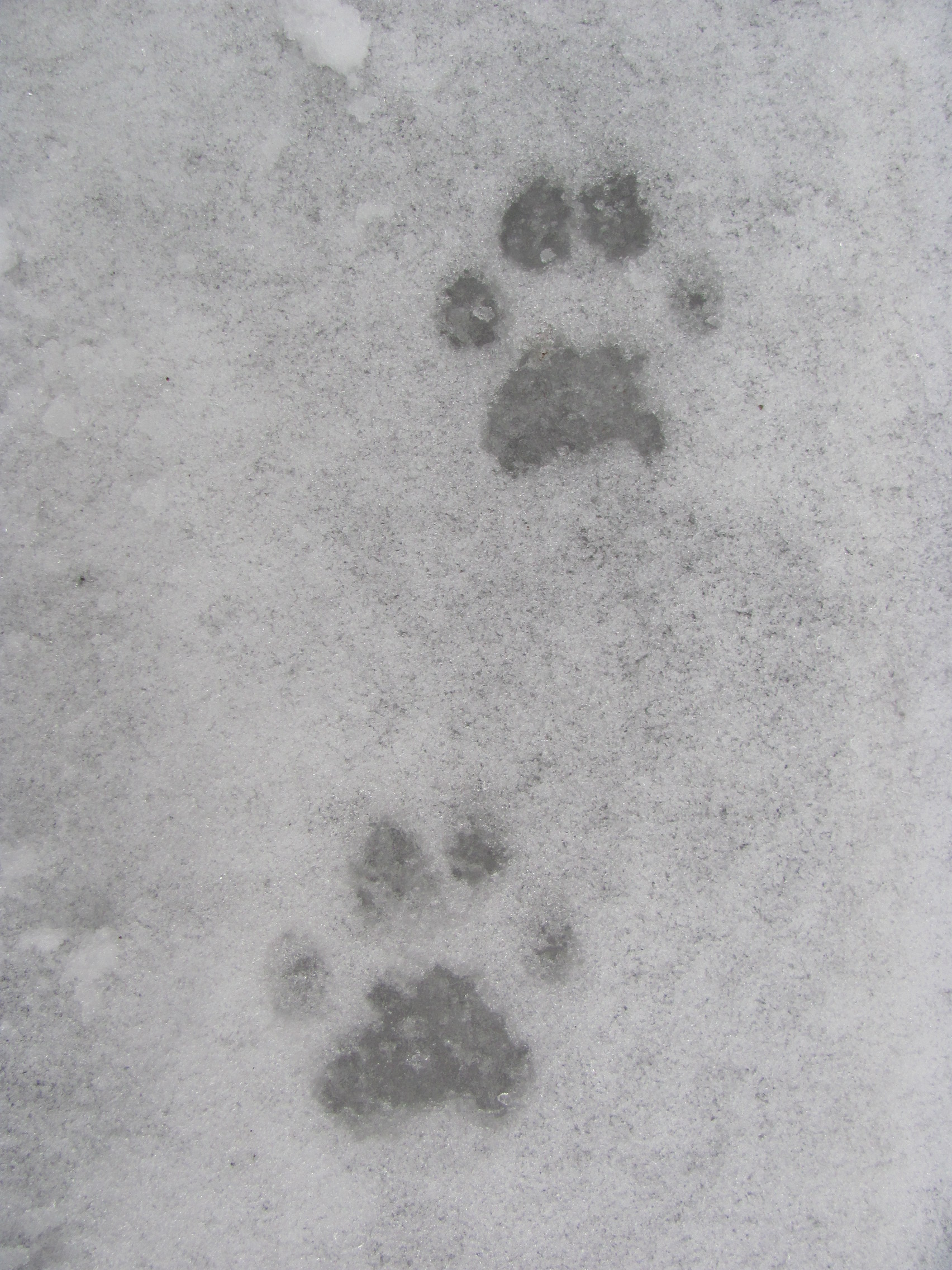 12_Čerstvé stopy rysa ostrovida v tajícím sněhu, autor_Petr Konupka