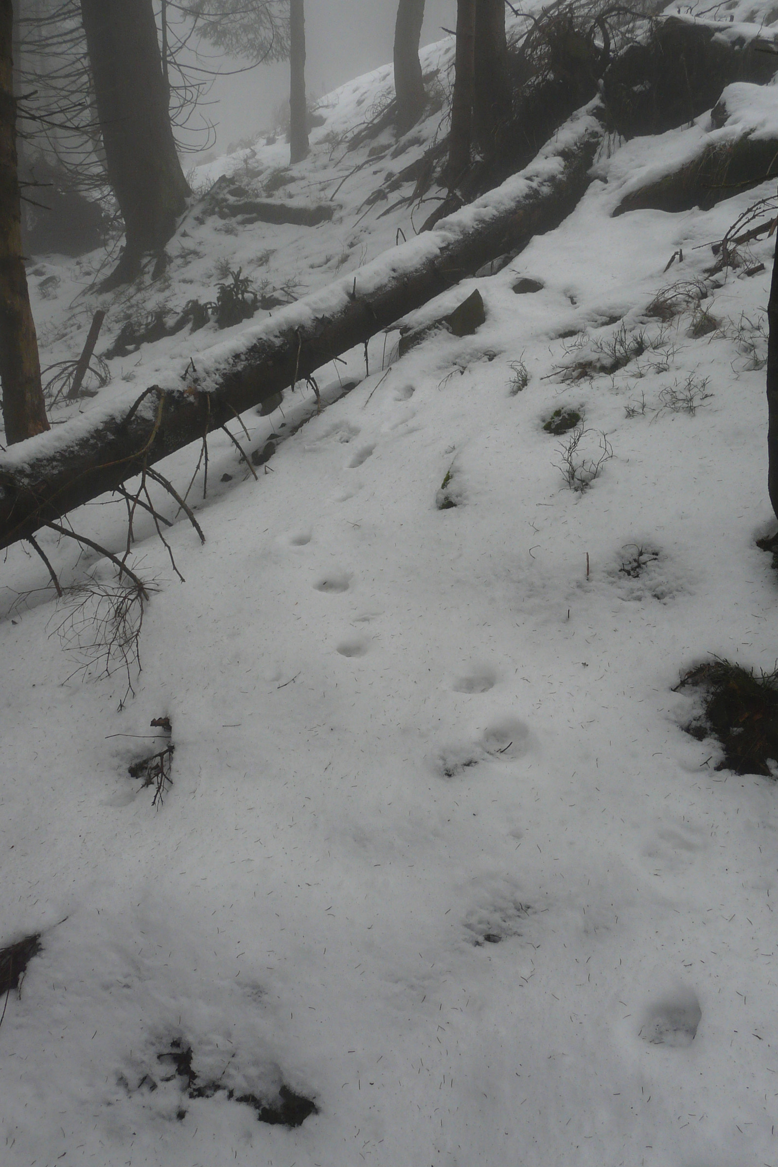32_Starší stopy rysa ostrovida v mokrém sněhu2_Barbora Telnarová