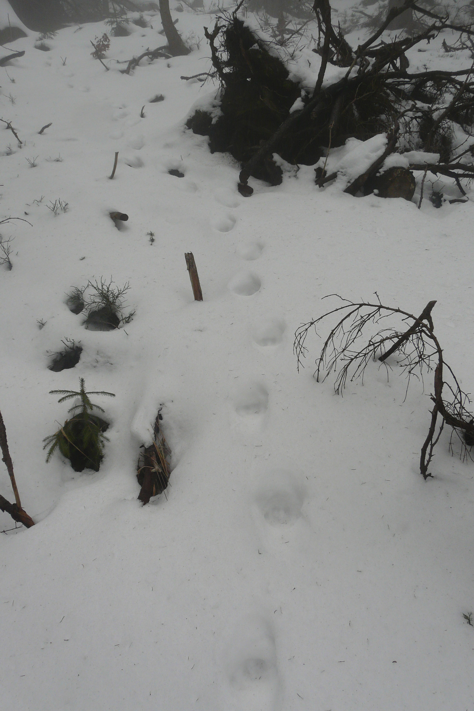 33_Starší stopy rysa ostrovida v mokrém sněhu3_Barbora Telnarová