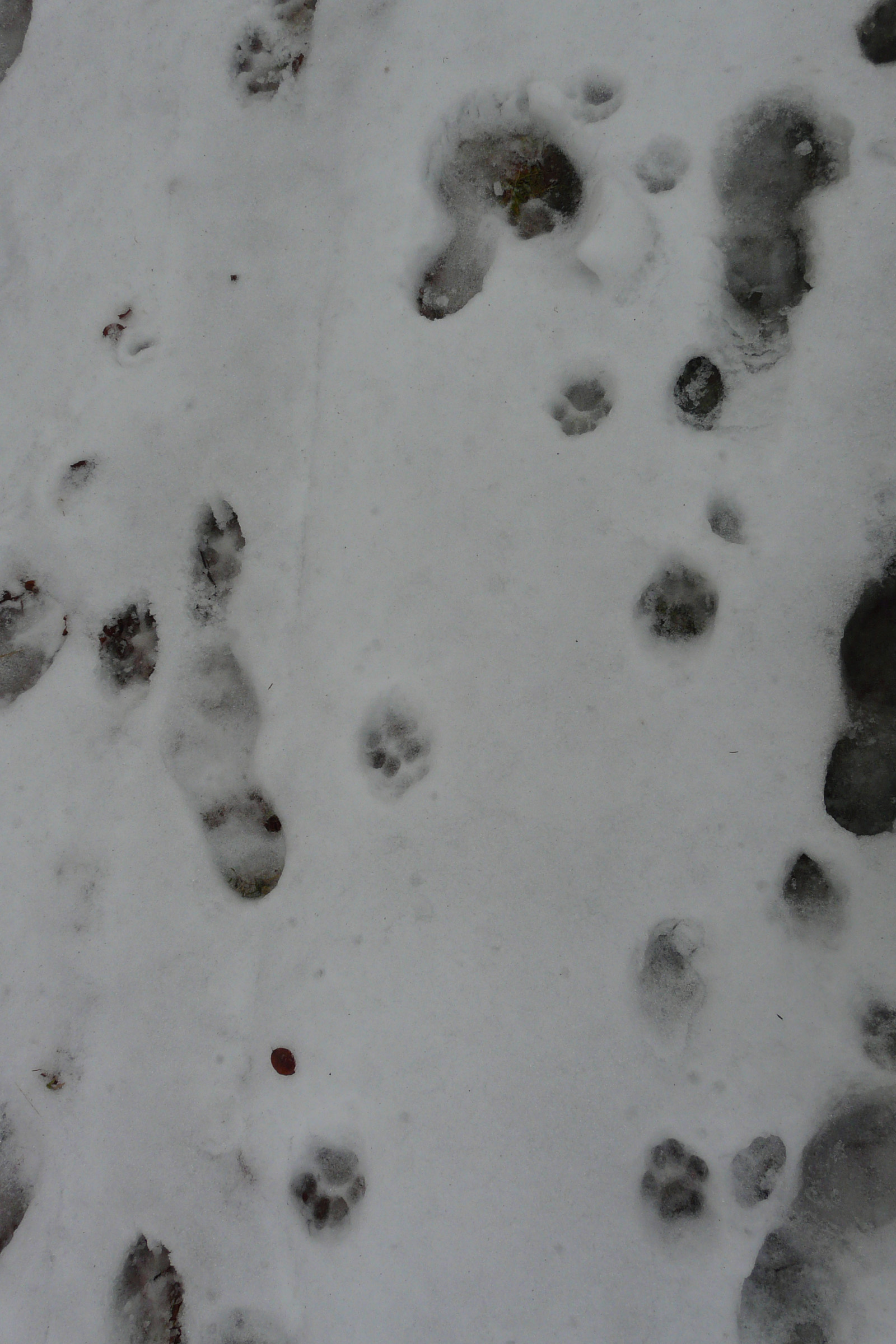 66_Tající stopní dráha rysa ostrovida ve zbytcích sněhu, autor_Barbora Telnarová