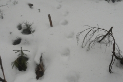 33_Starší stopy rysa ostrovida v mokrém sněhu3_Barbora Telnarová