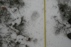 34_Starší stopy rysa ostrovida v mokrém sněhu4_Barbora Telnarová