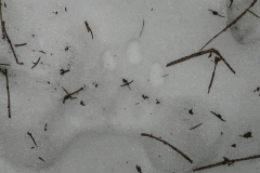 4_Částečný otisk zmrzlé stopy rysa ostrovida, autor Barbora Telnarová