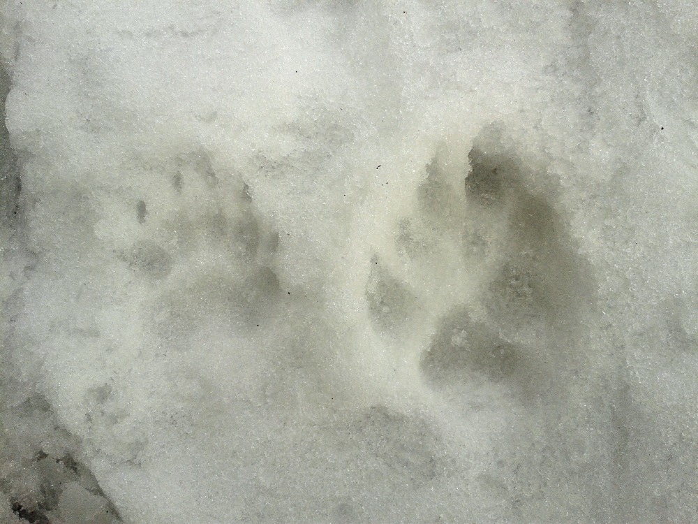14_Stopy jezevce lesního x velkého psa domácího, autor_Irena Vrbová